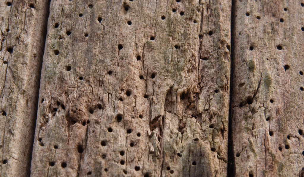 Woodworm Treatment