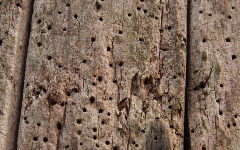 Woodworm Treatment